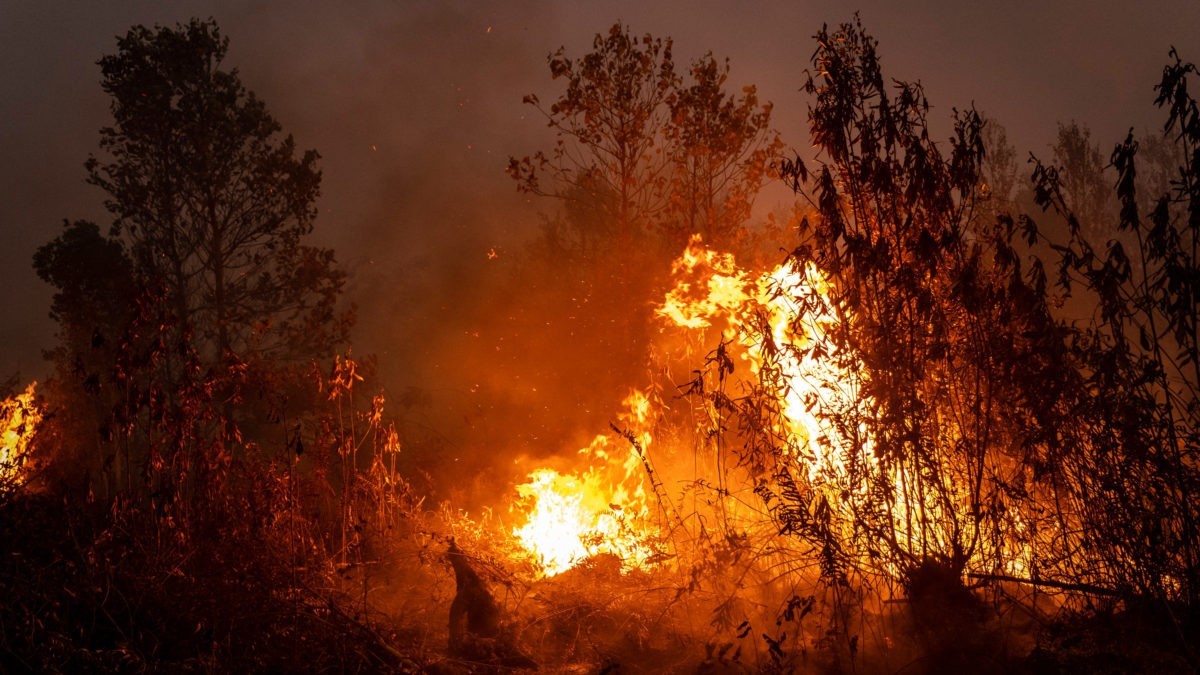 Indonesia: incendios arrasan más de 4.4 millones de hectáreas